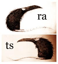 rats_doodles_by_thedoberman.jpg